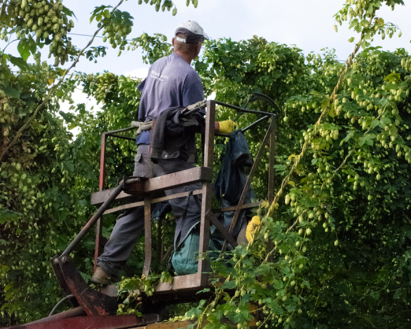 A hop picker is cutting down bines in a cherry picker