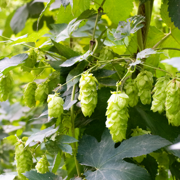 Hops on the vine