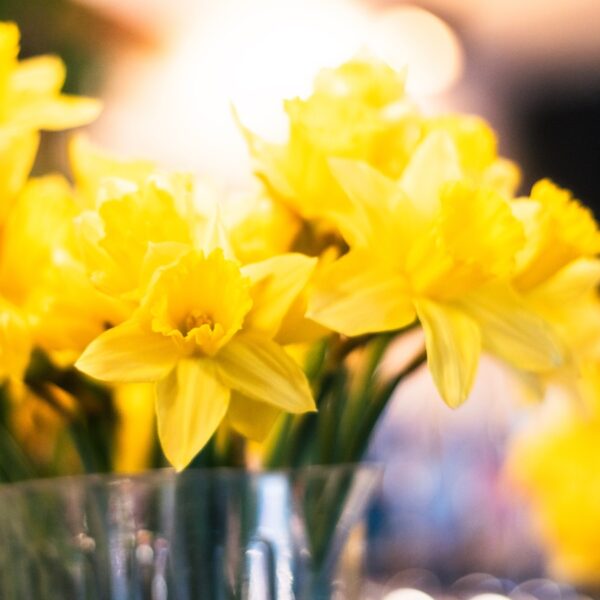 Daffodils